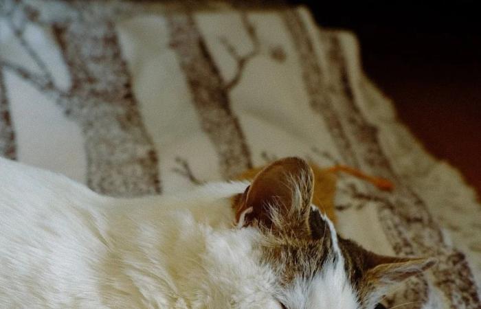 The
      loss
      of
      a
      pet
      can
      be
      devastating.
      This
      new
      website
      by
      the
      Ontario
      Vet
      College
      aims
      to
      help