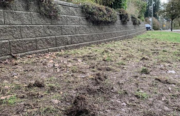 Grub
      darn
      it:
      Here's
      why
      lawns
      are
      more
      torn
      up
      than
      usual
      across
      Metro
      Vancouver