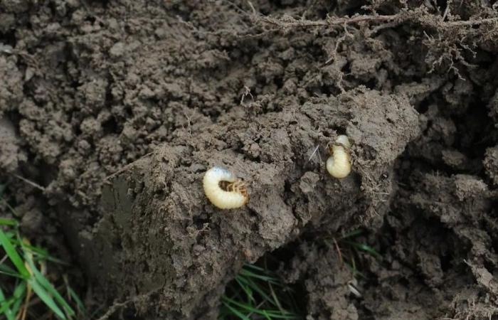 Grub
      darn
      it:
      Here's
      why
      lawns
      are
      more
      torn
      up
      than
      usual
      across
      Metro
      Vancouver