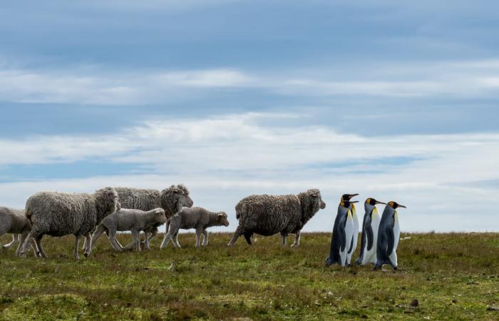 لقاء غير متوقع بين البطاريق والخِراف في جزر فوكلاند يتحول إلى مشهد كوميدي