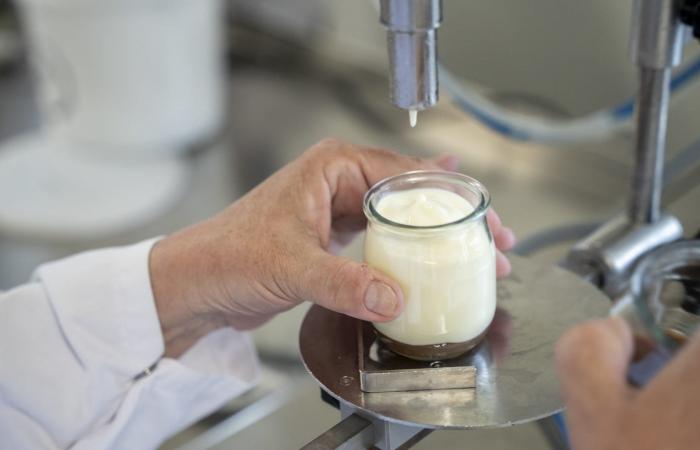 فوائد لبن الزبادي للبشرة..سرّ طبيعي قد يتحوّل إلى كريم فعّال