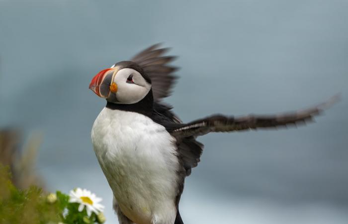 لقاء غير متوقع بين البطاريق والخِراف في جزر فوكلاند يتحول إلى مشهد كوميدي