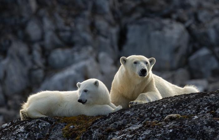 لقاء غير متوقع بين البطاريق والخِراف في جزر فوكلاند يتحول إلى مشهد كوميدي
