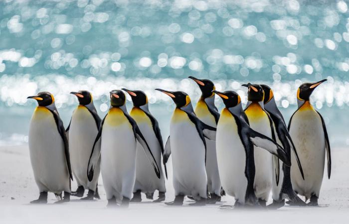 لقاء غير متوقع بين البطاريق والخِراف في جزر فوكلاند يتحول إلى مشهد كوميدي