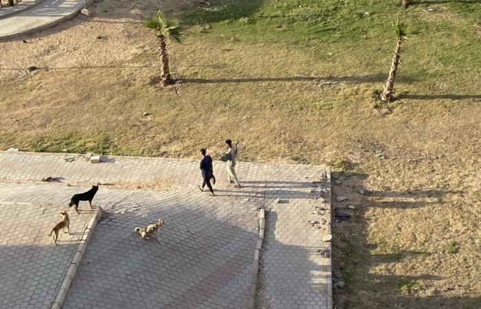 تخصيص
      «مأوى»
      للكلاب
      الضالة
      في
      القاهرة...
      هل
      يحل
      المشكلة؟