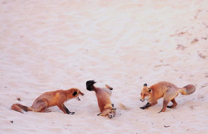 صورة لغوريلا مرحة تفوز بمسابقة التصوير الكوميدي للحياة البرية