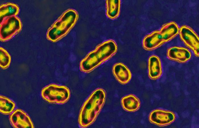 هل مهّد ثوران بركاني الطريق لتفشي وباء الطاعون الذي فتك بأوروبا؟