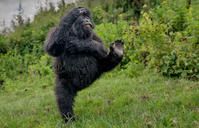 صورة لغوريلا مرحة تفوز بمسابقة التصوير الكوميدي للحياة البرية