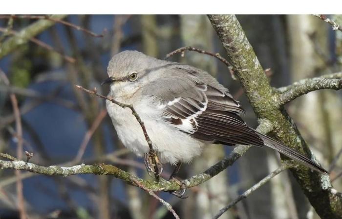Calgary's
      birding
      community
      gathers
      for
      annual
      Christmas
      Bird
      Count
      Sunday