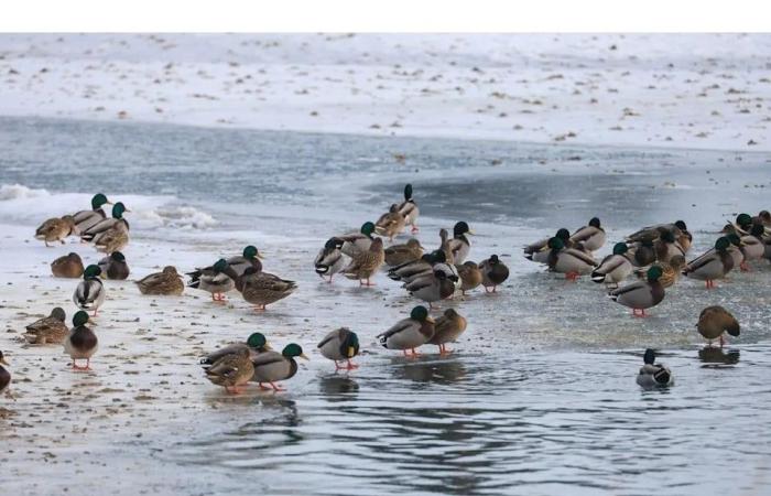 Calgary's
      birding
      community
      gathers
      for
      annual
      Christmas
      Bird
      Count
      Sunday