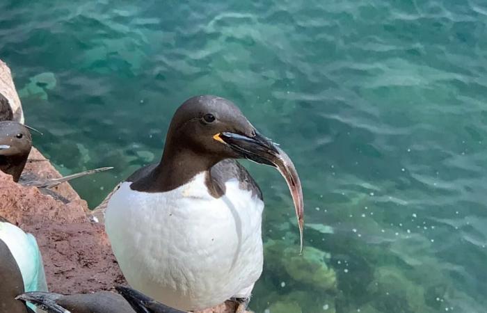 Colony
      of
      'penguins
      of
      the
      North'
      in
      N.W.T.
      threatened
      by
      Arctic
      shipping,
      researchers
      say