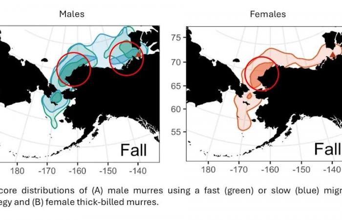 Colony
      of
      'penguins
      of
      the
      North'
      in
      N.W.T.
      threatened
      by
      Arctic
      shipping,
      researchers
      say