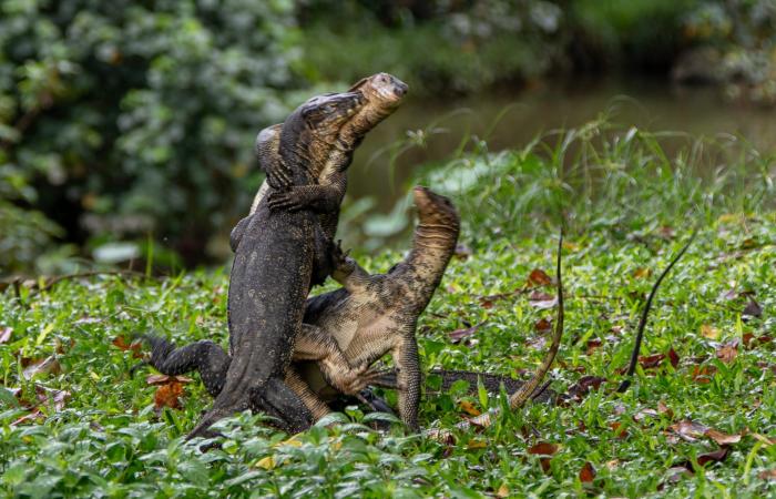 سحليتان تتعاركان في حديقة..مصورة تشرح القصة وراء مشهد طريف في سنغافورة