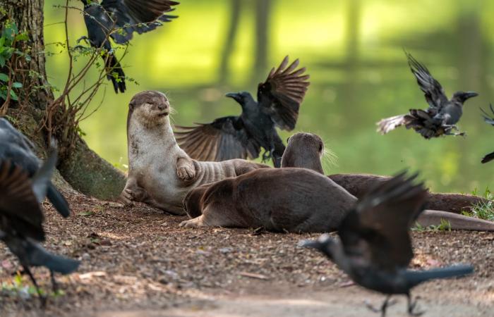 سحليتان تتعاركان في حديقة..مصورة تشرح القصة وراء مشهد طريف في سنغافورة