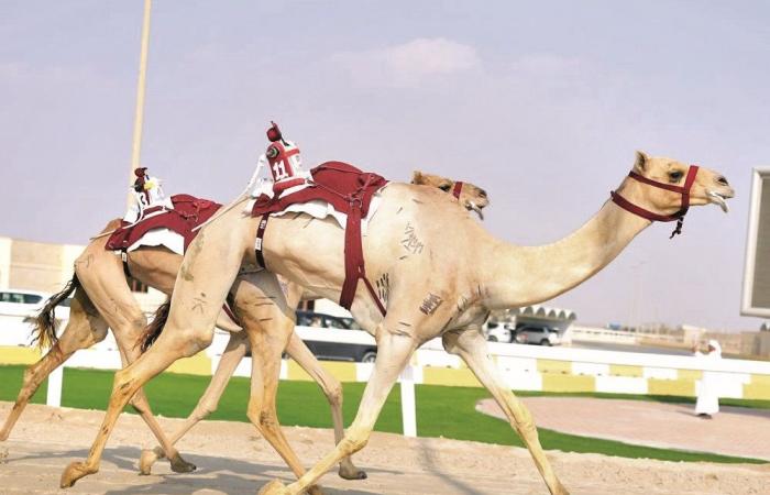 الشعار الأدعم يفرض سيطرته على تحديات الحيل والزمول