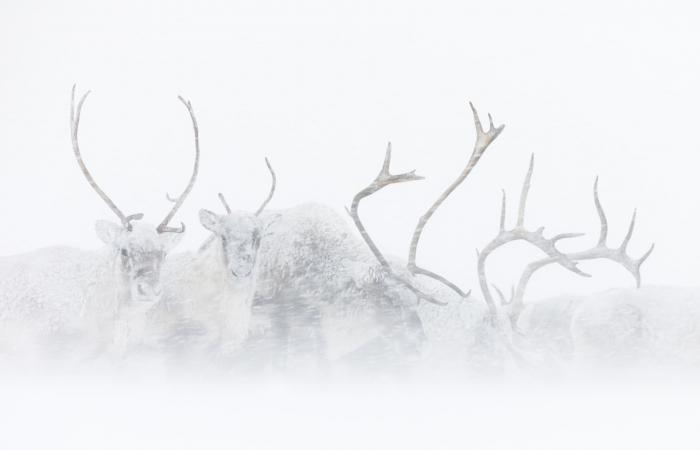 صور مؤثرة توثّق حيوانات تكافح للعيش بالبرد القارس في النرويج