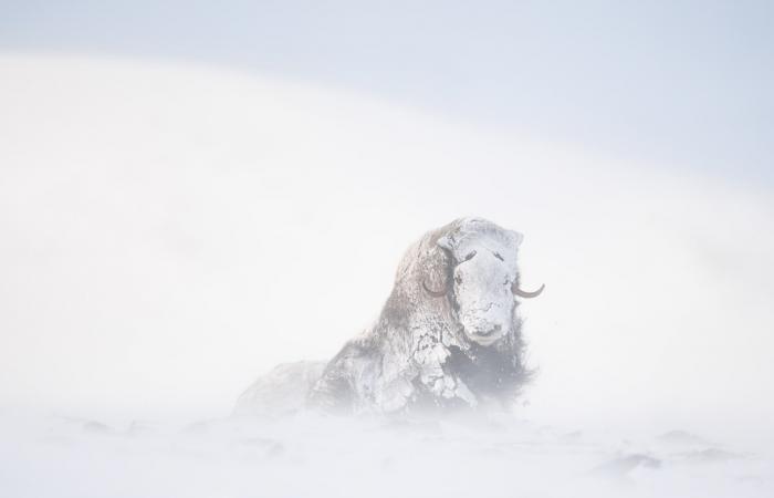 صور مؤثرة توثّق حيوانات تكافح للعيش بالبرد القارس في النرويج