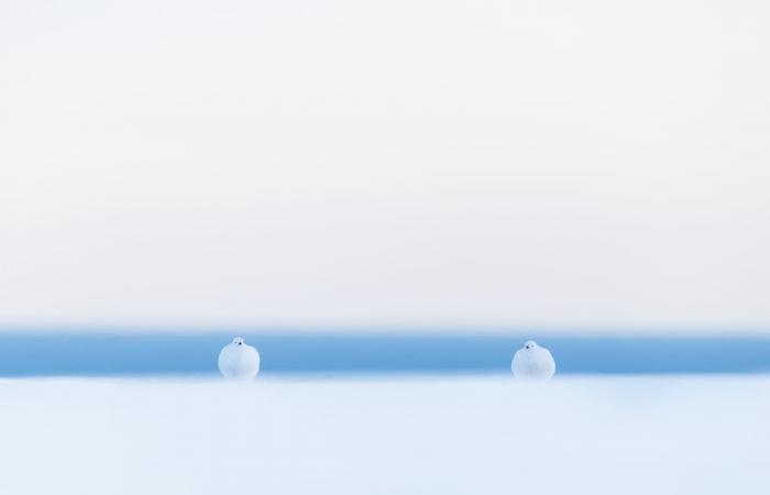 صور مؤثرة توثّق حيوانات تكافح للعيش بالبرد القارس في النرويج