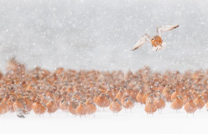 صور مؤثرة توثّق حيوانات تكافح للعيش بالبرد القارس في النرويج