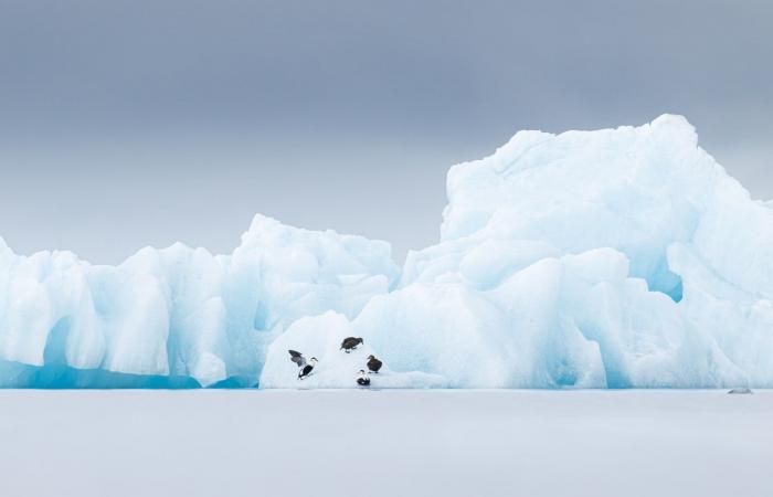 صور مؤثرة توثّق حيوانات تكافح للعيش بالبرد القارس في النرويج