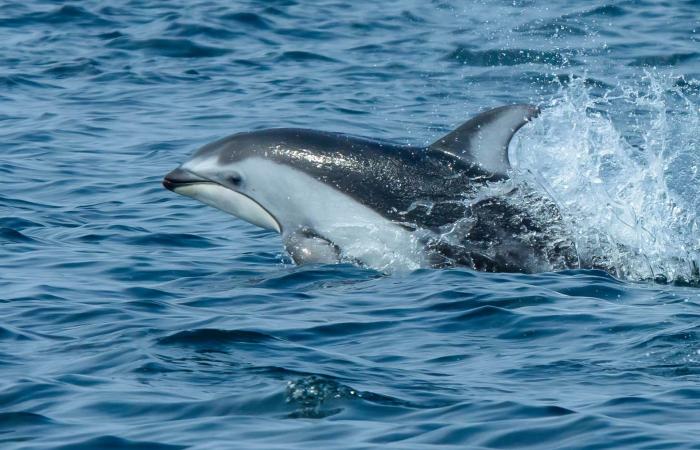 دلافين تُصادق حيتانًا قاتلة.. هل تمكّن العلماء من كشف سرّ هذه العلاقة الغريبة؟