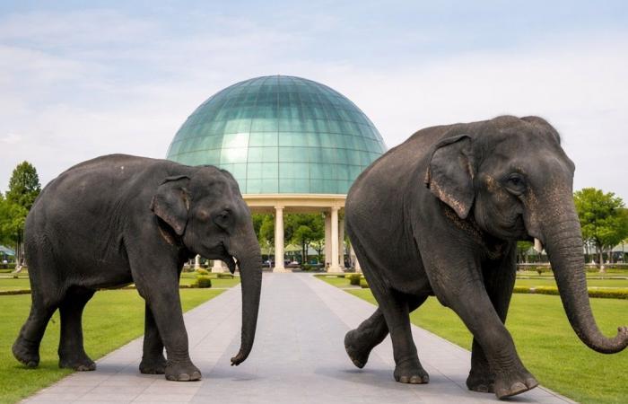 وصول زوج من الفيلة الآسيوية إلى منتزة الخور.. إليك أبرز المعلومات عنهما