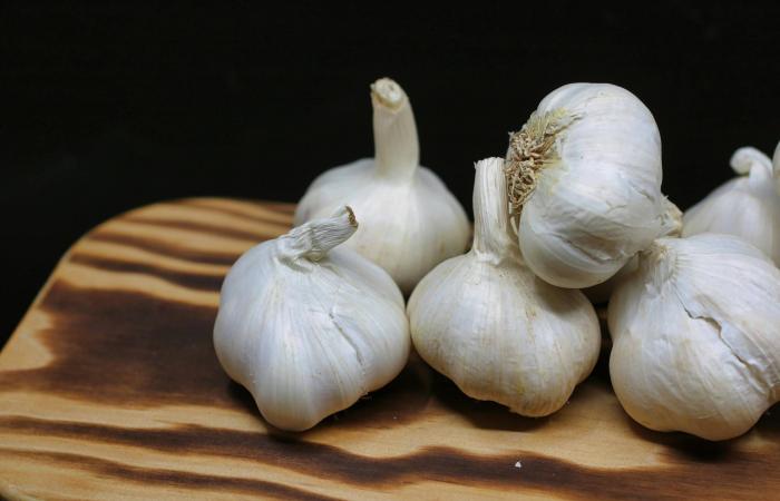 دراسة:
      الكلاب
      تغير
      ميكروبات
      الأمعاء
      بما
      يفيد
      الصحة
      النفسية