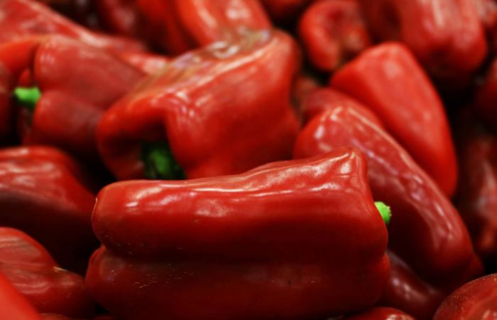 دراسة:
      الكلاب
      تغير
      ميكروبات
      الأمعاء
      بما
      يفيد
      الصحة
      النفسية