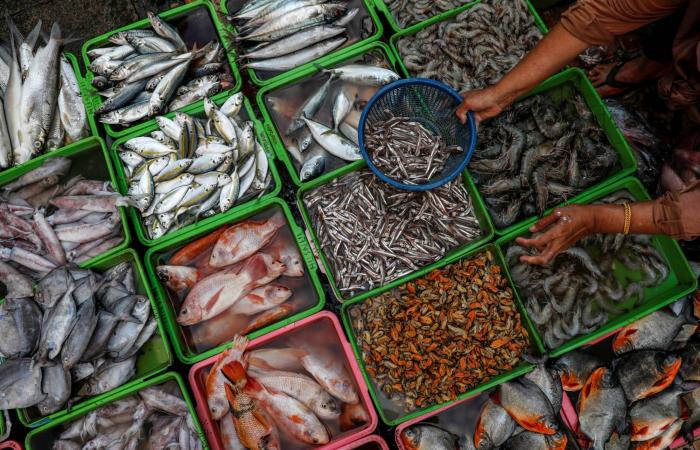 دور
      القرنفل
      في
      تحسين
      ضغط
      الدم