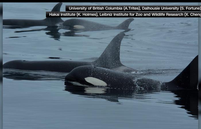 تعاون عالي الدقة بين حيتان الأوركا والدلافين قبالة سواحل كولومبيا البريطانية.. ما السبب؟