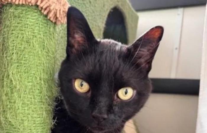 FOREVER
      FRIEND:
      Bonded
      cats
      Milo
      and
      Sky
      'affectionate'
      additions
      to
      any
      home