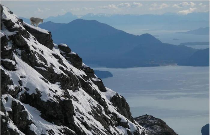 Life
      on
      the
      edge:
      How
      avalanches
      are
      affecting
      mountain
      goats
      in
      southeast
      Alaska,
      Yukon