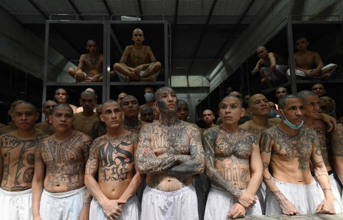 أحدهم
      لـ1335
      عاماً...
      أحكام
      بالسجن
      لمئات
      السنين
      لأعضاء
      عصابة
      في
      السلفادور