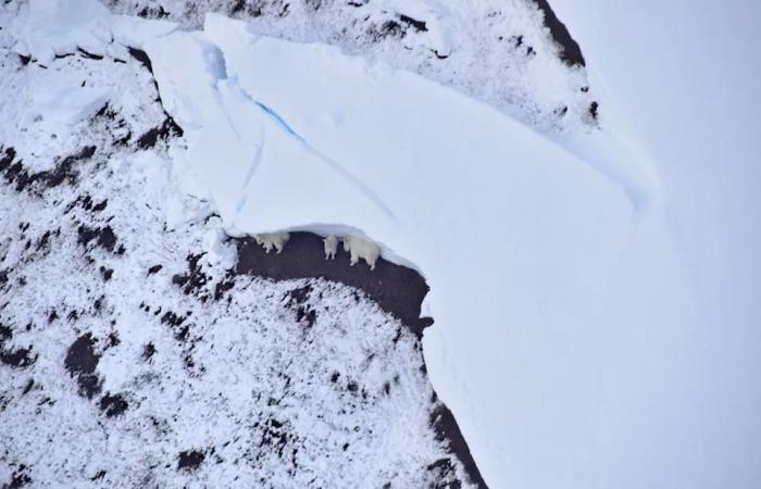 Life
      on
      the
      edge:
      How
      avalanches
      are
      affecting
      mountain
      goats
      in
      southeast
      Alaska,
      Yukon