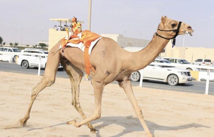 منافسات قوية في أشواط سن الجذاع في مهرجان المؤسس للهجن العربية الأصيلة