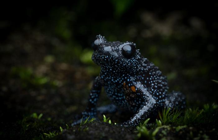 مظهره قد يكون سببًا في هلاكه.. ضفدع المجرة النادر يواجه خطر الاختفاء بسبب المصورين