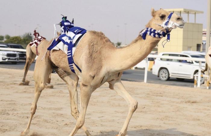 6 رموز فضية للجذاع في عاشر أيام مهرجان المؤسس للهجن العربية الأصيلة