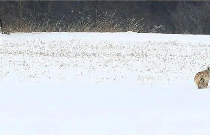 Ottawa
      coyote
      sightings
      decreased
      slightly
      in
      2025.
      Here's
      what
      to
      do
      if
      you
      see
      one