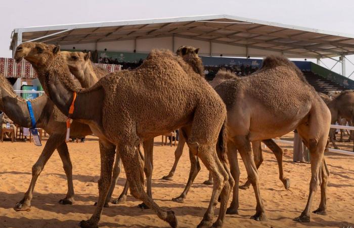 «مهرجان
      الملك
      عبد
      العزيز»:
      ابن
      شوية
      ينتزع
      صدارة
      شوط
      «شعل»
