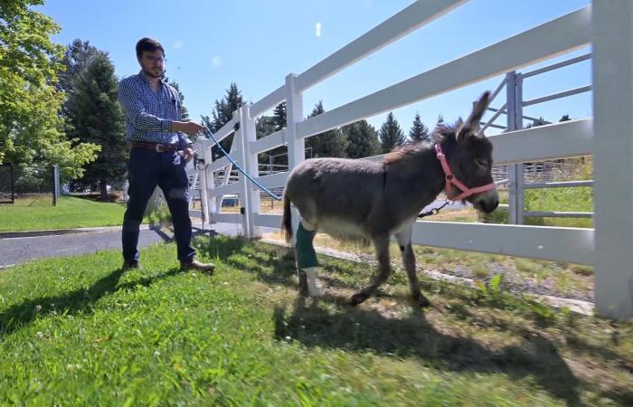أنثى حمار فقدت ساقها بعد ولادتها تحصل على طرف صناعي "لتعيش أيام عمرها"
