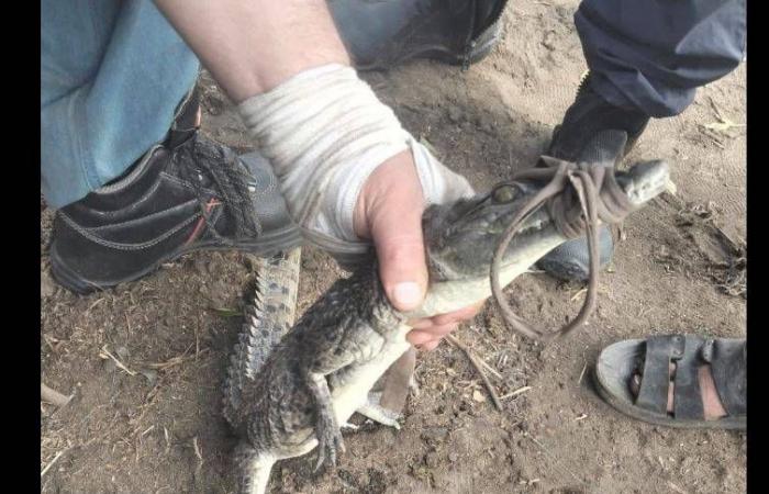 ظهور
      تمساح
      جديد
      بدلتا
      مصر
      يثير
      الذعر
      بين
      السكان