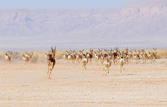 إطلاق
      61
      كائناً
      فطرياً
      في
      محمية
      الملك
      خالد
      الملكية
      بالسعودية