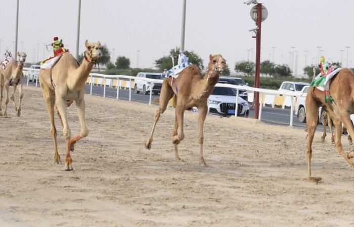 منافسات قوية لأشواط الحيل والزمول العامة في مهرجان المؤسس للهجن