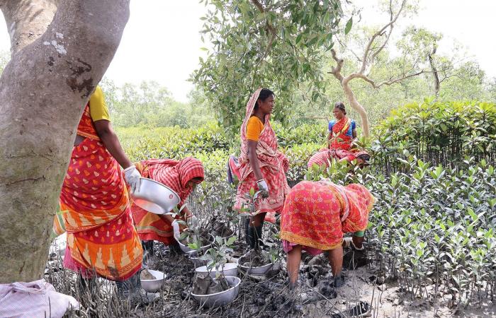 رغم قتلها أزواجهنّ.. أرامل ضحايا النمور يساهمن في استعادة موائل القطط الكبيرة