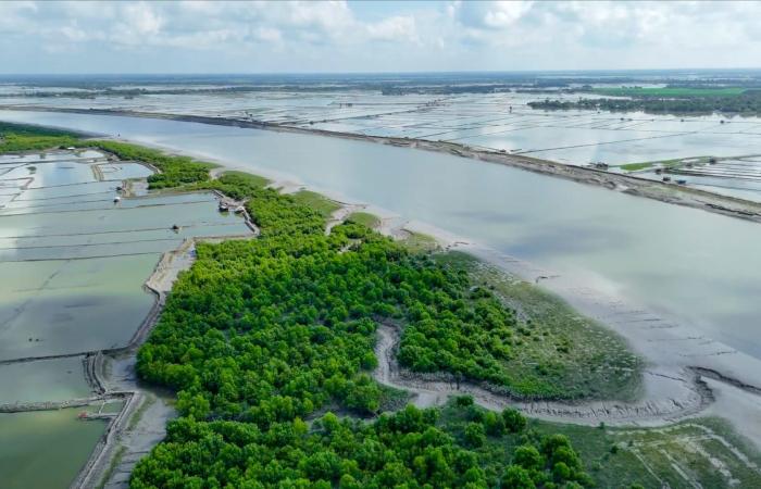 رغم قتلها أزواجهنّ.. أرامل ضحايا النمور يساهمن في استعادة موائل القطط الكبيرة