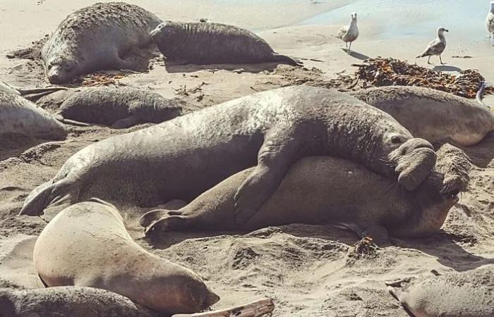 Four-second
      naps
      and
      snoozing
      in
      flight:
      Extreme
      sleep
      methods
      help
      these
      animals
      evade
      danger