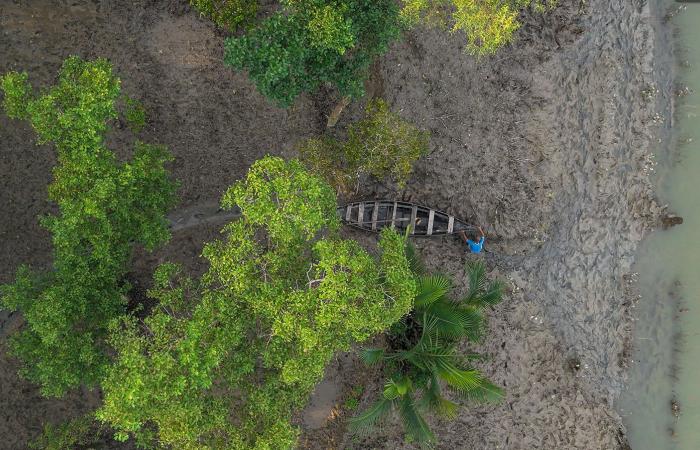 رغم قتلها أزواجهنّ.. أرامل ضحايا النمور يساهمن في استعادة موائل القطط الكبيرة