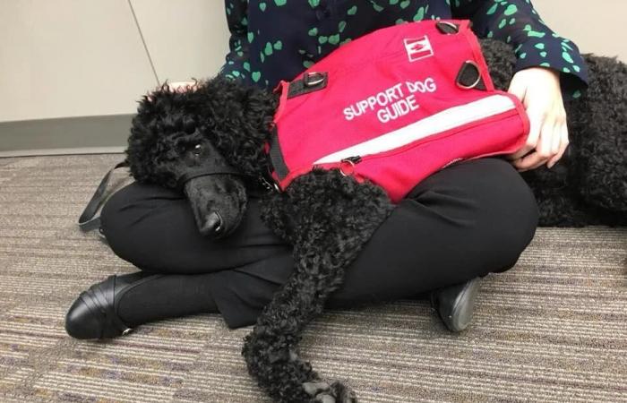 N.B.'s
      1st
      court
      service
      dog
      retires,
      'left
      a
      paw
      print
      on
      all
      our
      hearts'