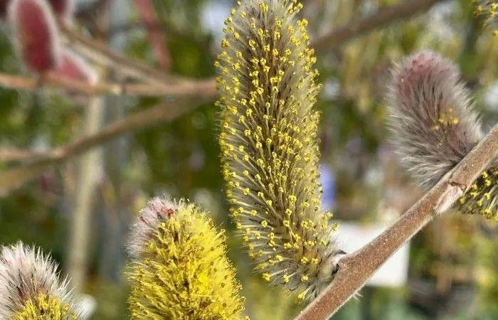 Brian
      Minter:
      Willows
      a
      constant
      source
      of
      enjoyment,
      even
      in
      the
      dreary
      winter
      months