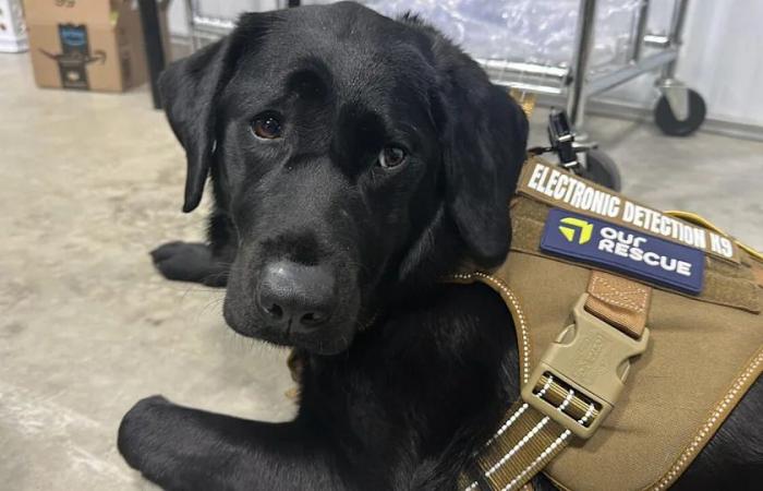 Electronics
      detection
      dog
      sniffs
      out
      evidence
      for
      police's
      internet
      child
      exploitation
      unit